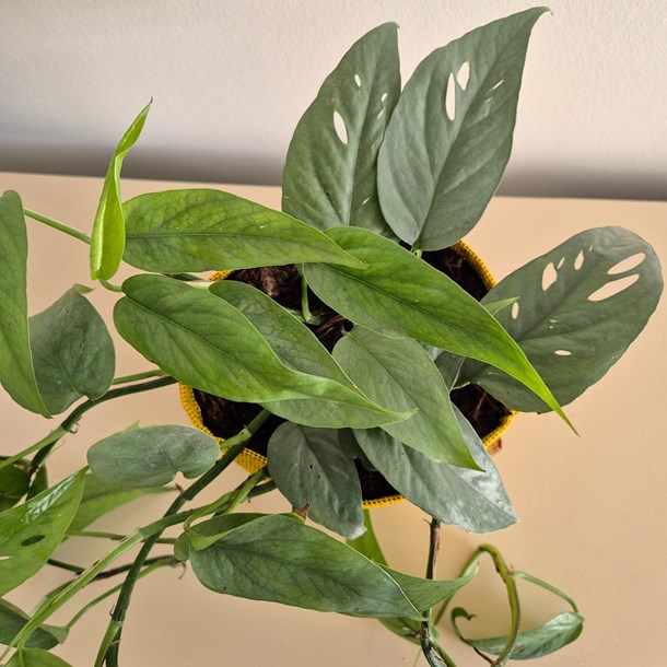 Epipremnum cebu blue 30cm   pot vert