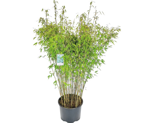 Zwarte tuinbamboe Fargesia nitida Black Pearl H 125-150 cm Co 30 L