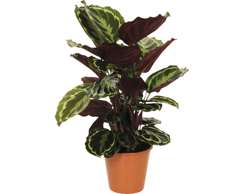 Calathea 'Medallion' (FloraSelf) H 40-60 cm Ø 19 cm pot