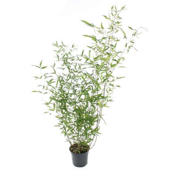 Bambou moyen phyllostachys bissetii 150/200 cm: pot de 20 litres