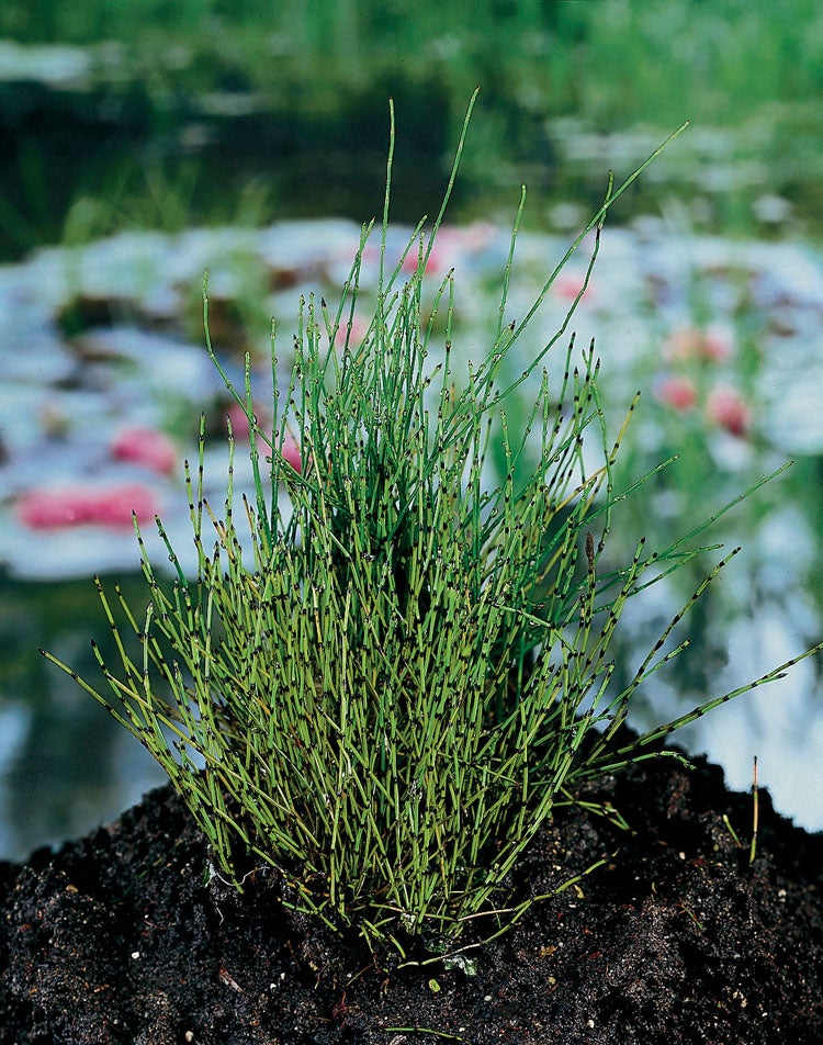 Dwergholpijp (Equisetum scirpoides) D 9 H 20 cm