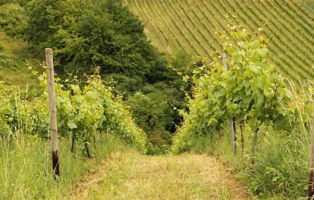 Weinbergsrundfahrt im Holder in Guldental als Geschenkidee