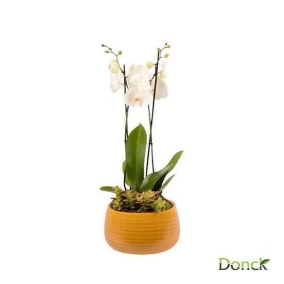 Coupe orchidée 2 tiges+1 plante pot ocre D27cm