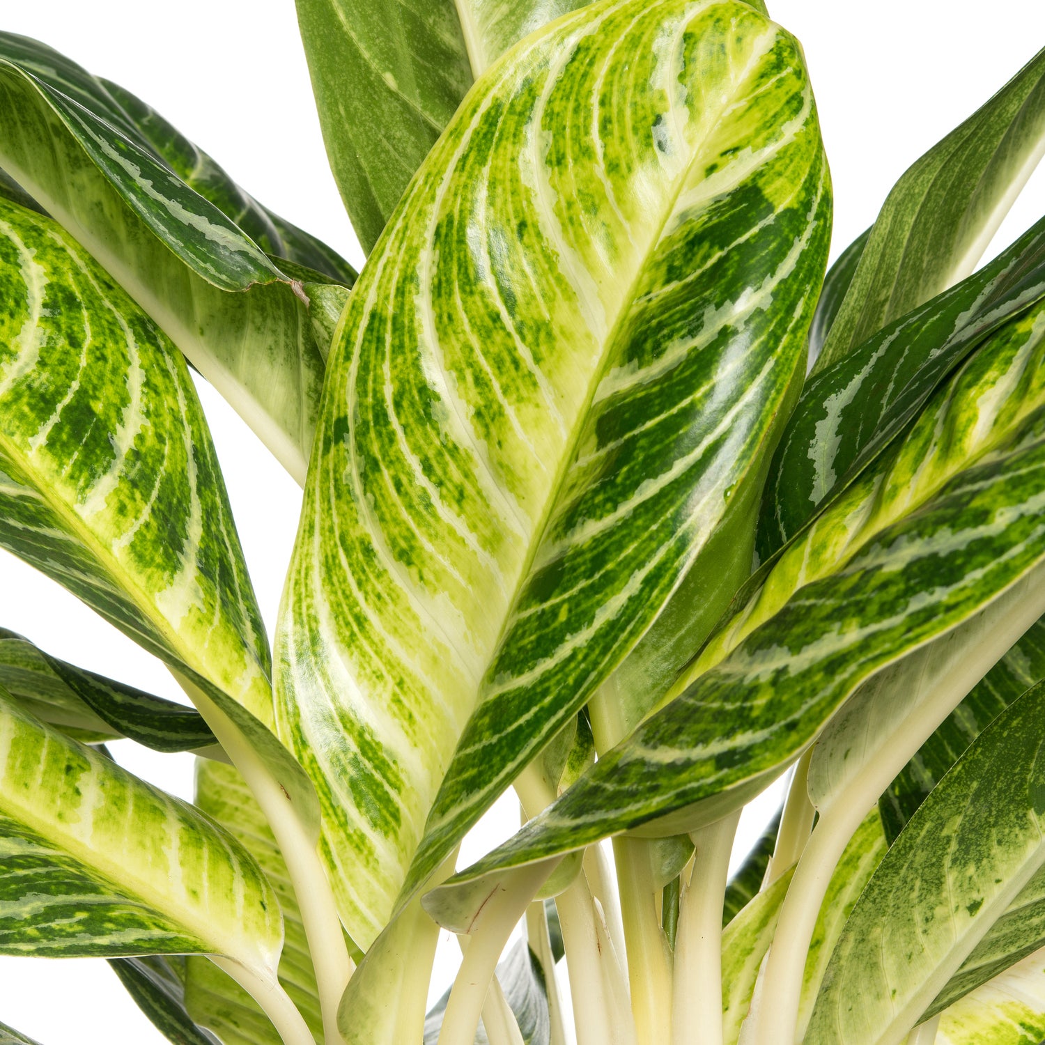 Aglaonema (Aglaonema 'Keylime') D 24 H 70 cm