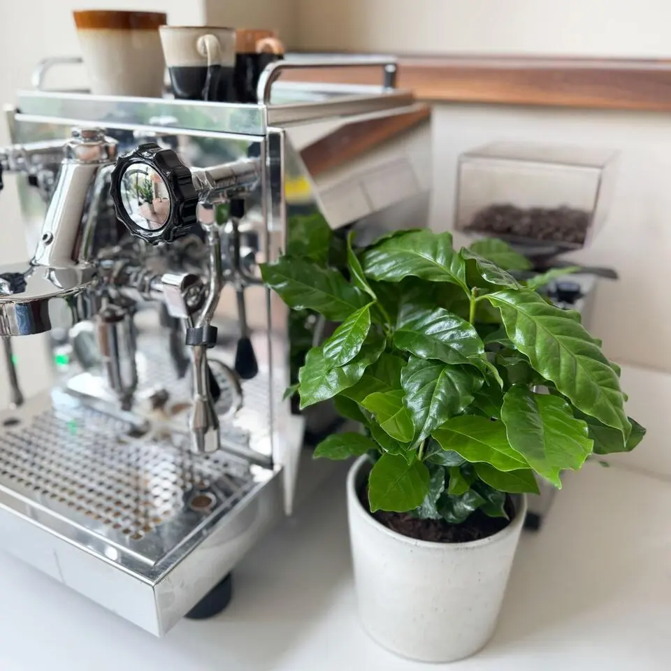 Koffieplant - Set van 2 - Coffea arabica - Hoogte 25-40cm - ⌀12cm