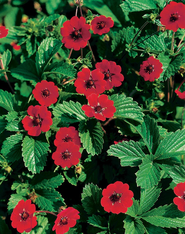 Ganzerik (Potentilla atrosanguinea) D 9 H 10 cm