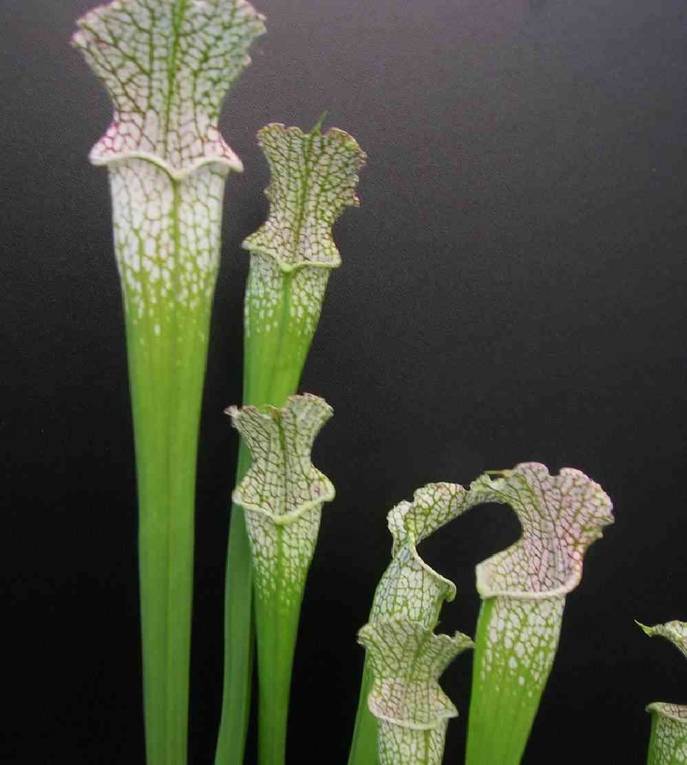 Sarracenia leucophylla (sarracénie blanche) taille pot de 1 litre -10/30 cm