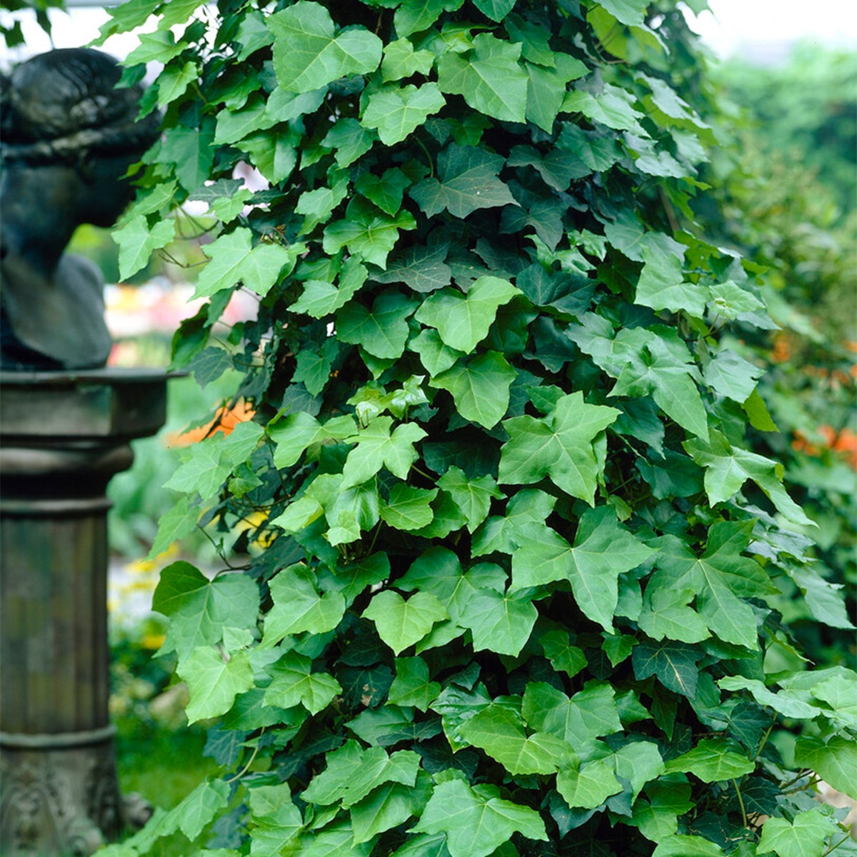 Bloomique – Set van 2 – Hedera Hibernica – Grootbladige klimop – Groenblijvend – Klimplanten – Tuinplanten – Winterhard – Potmaat 15 cm – 70–80 cm hoog