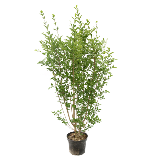 Ligustrum ovalifolium : H 100/125 cm : ctr 10 litres
