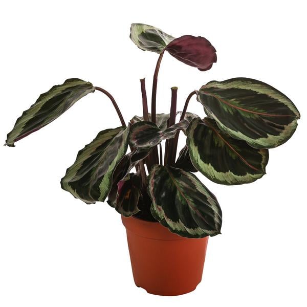 Korbmarante - Calathea 'Marion'