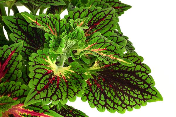 Buntnessel - Solenostemon scutellarioides