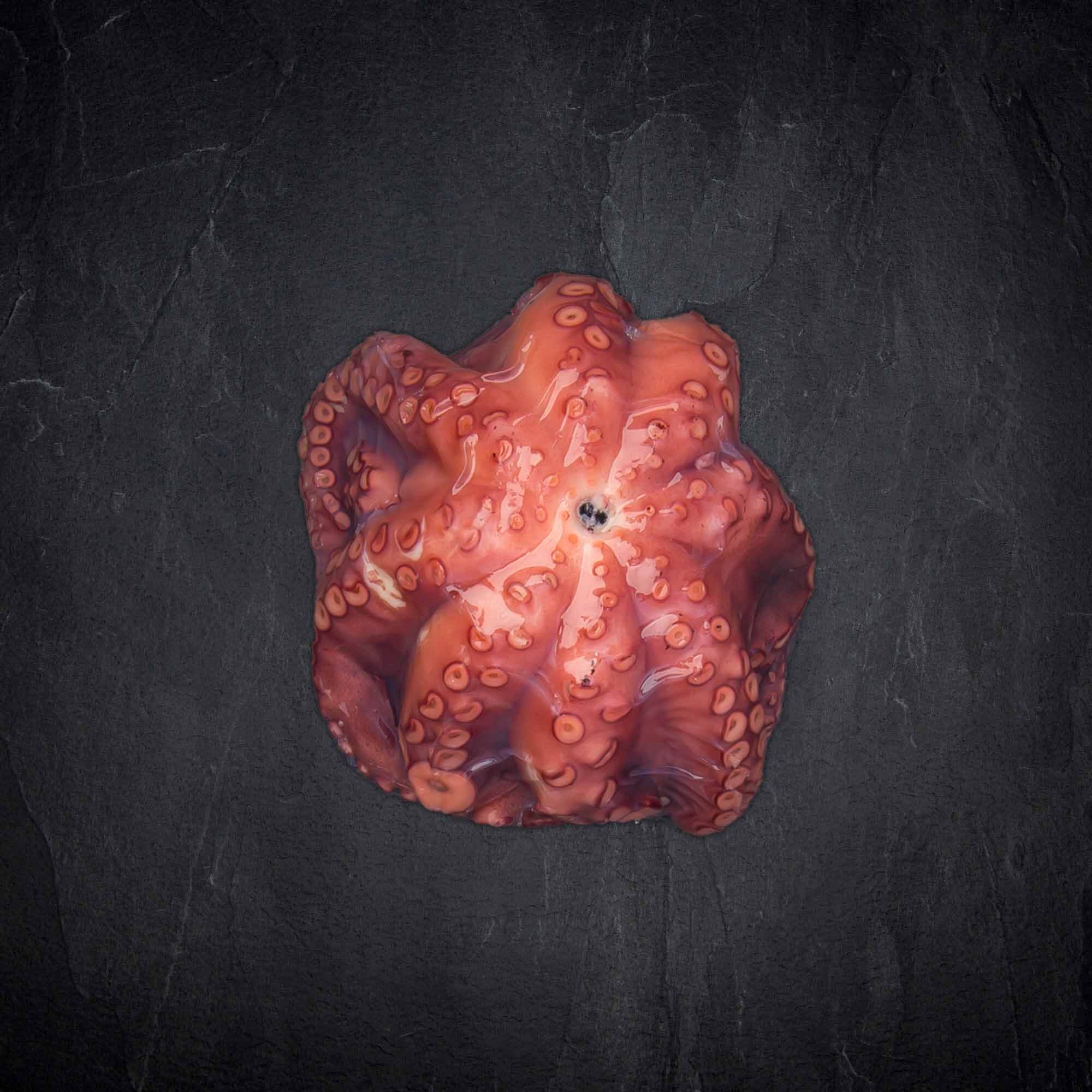 Gekochter Pulpo
