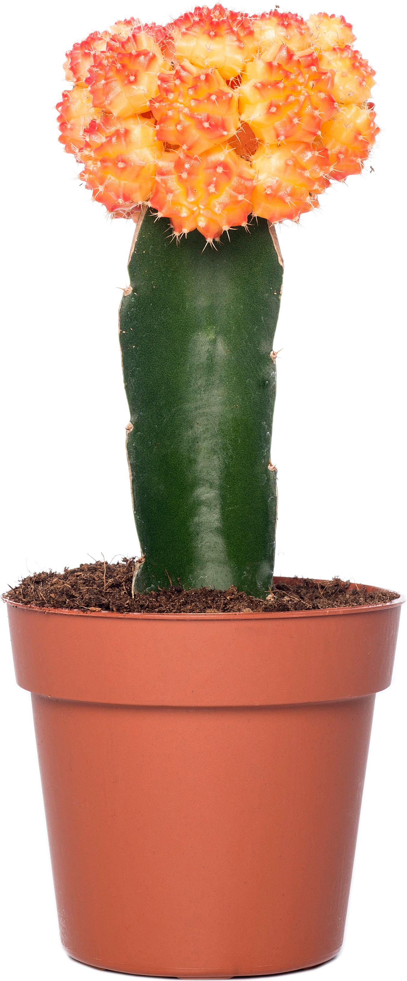 Cactus geënt (Cactus) D 8,5 H 16 cm
