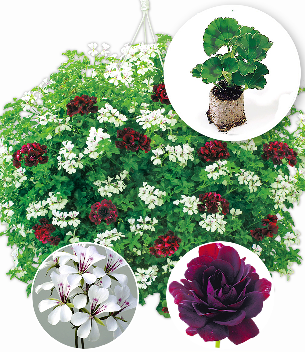 Hänge-Geranien-Mix 'Royal Night® & White Glacier®'