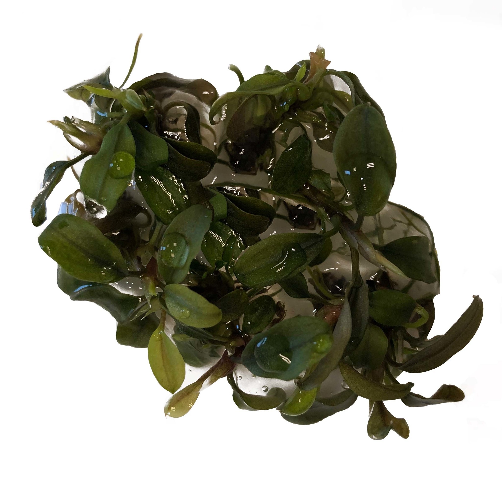 Waterplant Bucephalandra Deep Purple in vitro bakje