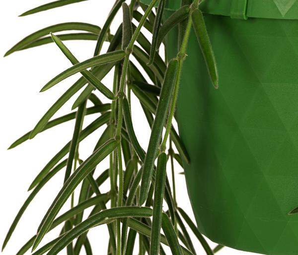 Wachsblume - Hoya linearis, Ampel