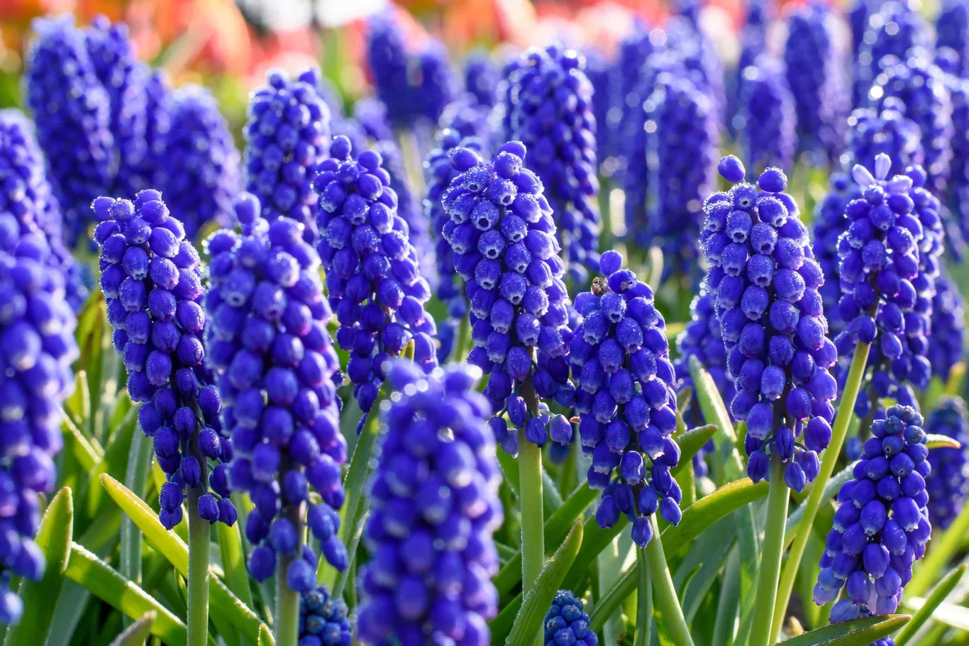 Muscari armeniacum Perleblomst miks ØKO