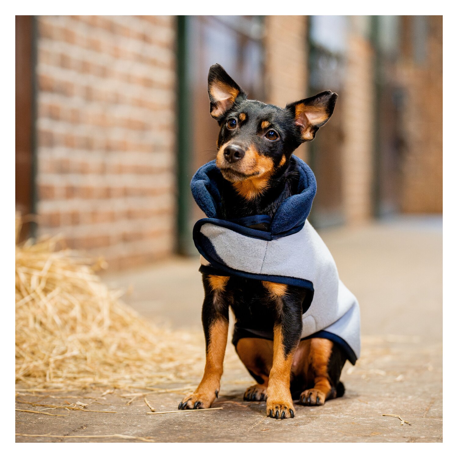 HORSEWARE Hundemantel Fleece  - whitney/navy