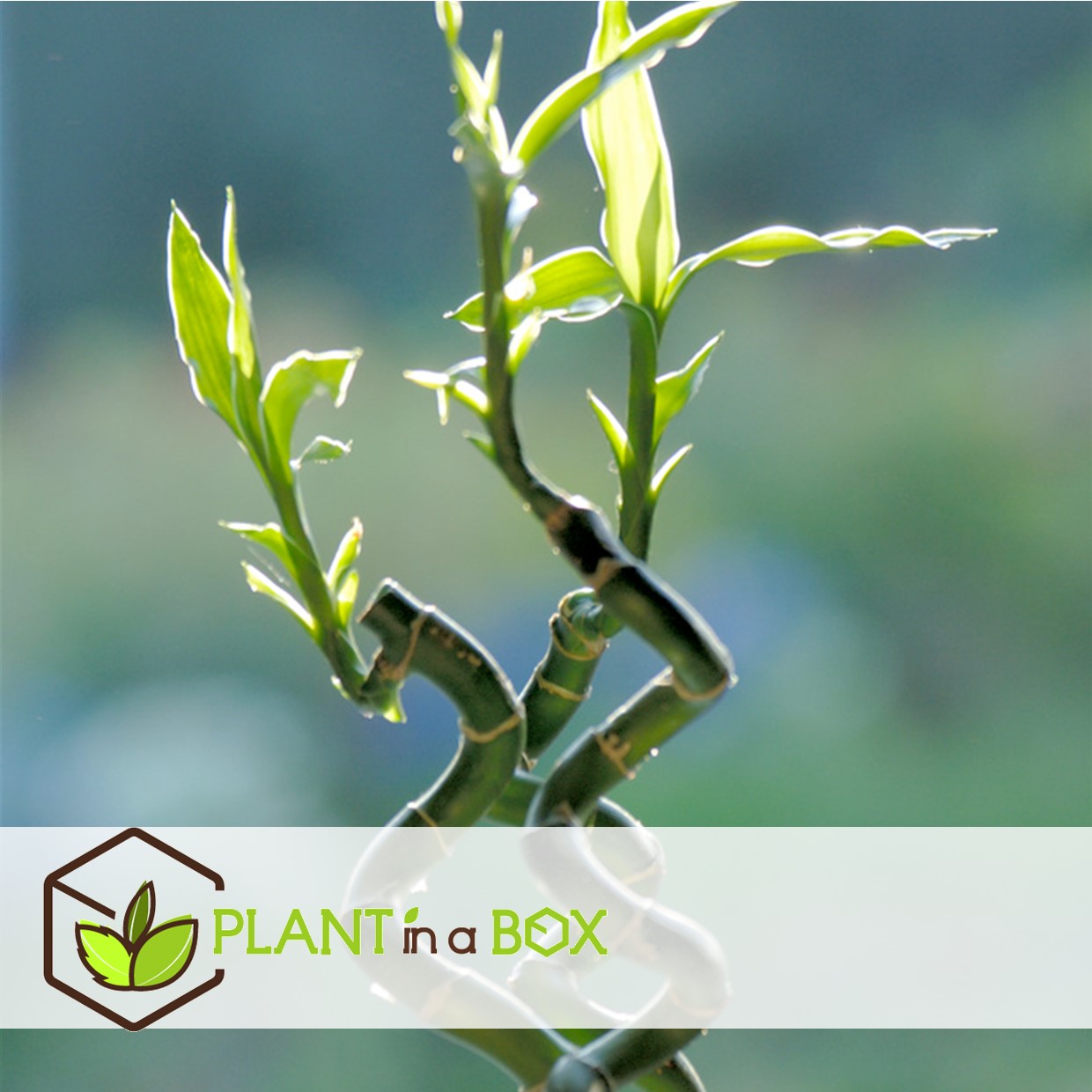 Dracaena sanderiana - set de 6 - lucky bamboo - hauteur 40-50cm