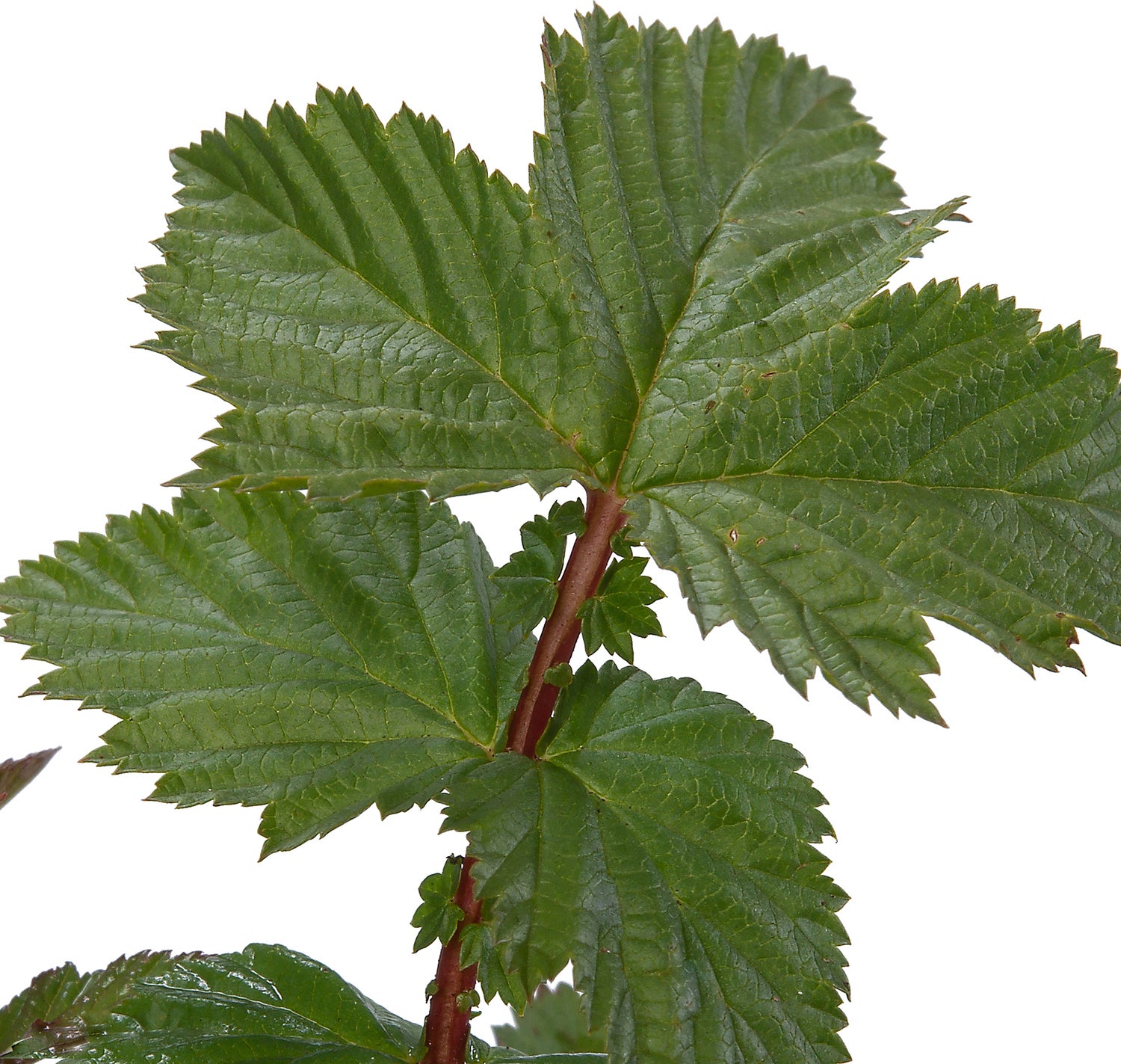 Moerasspirea (Filipendula ulmaria) D 9 H 10 cm