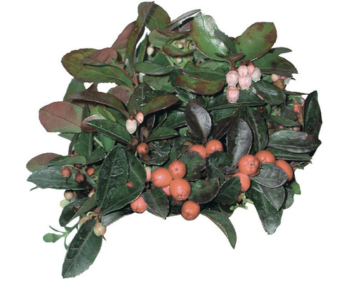 Bog myrtle FloraSelf Gaultheria procumbens Ø 10/11 cm pot