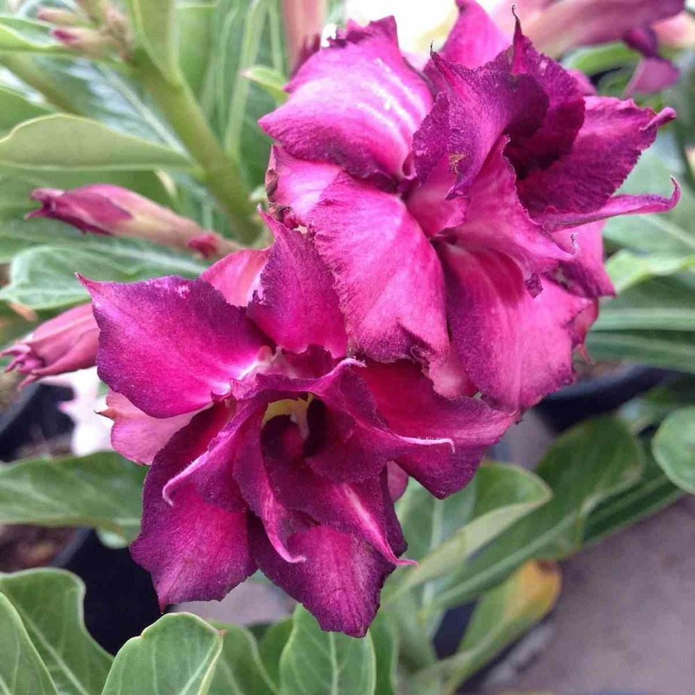 Adenium obesum cv.muang monkon violet - taille caudex d'environ 2000g 25/30cm très gros caudex