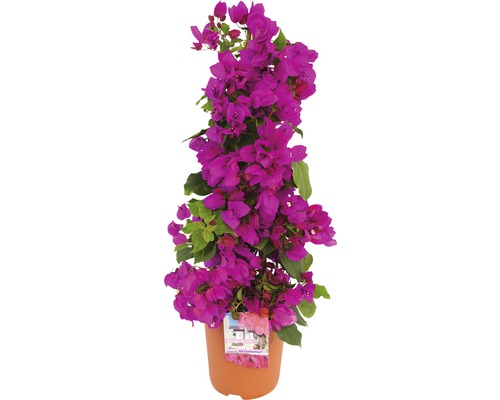 Bougainvillea 'Sanderiana' Pyramid, FloraSelf, totale hoogte ca. 50 cm, diameter 19 cm, pot paars