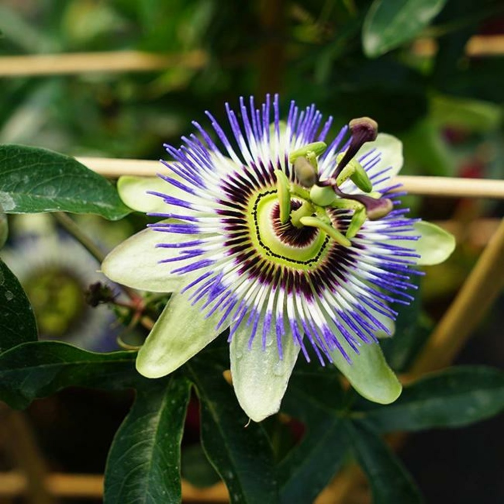 Passiflore caerulea - passiflora caerulea 3l