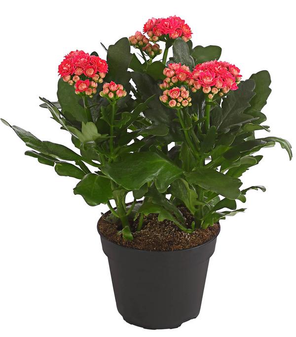 Flammendes Käthchen - Kalanchoe