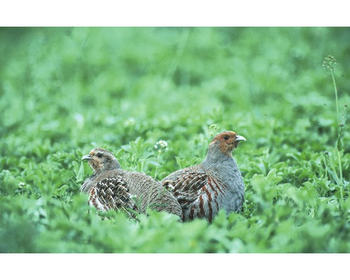 Kiepenkerl Wildlife Protection Mixture WSM 3 10 kg