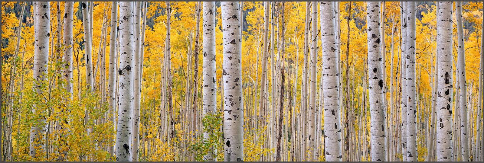 Morning Independence by Steven Friedman - Limited Edition. Edition of: 150. Signed.