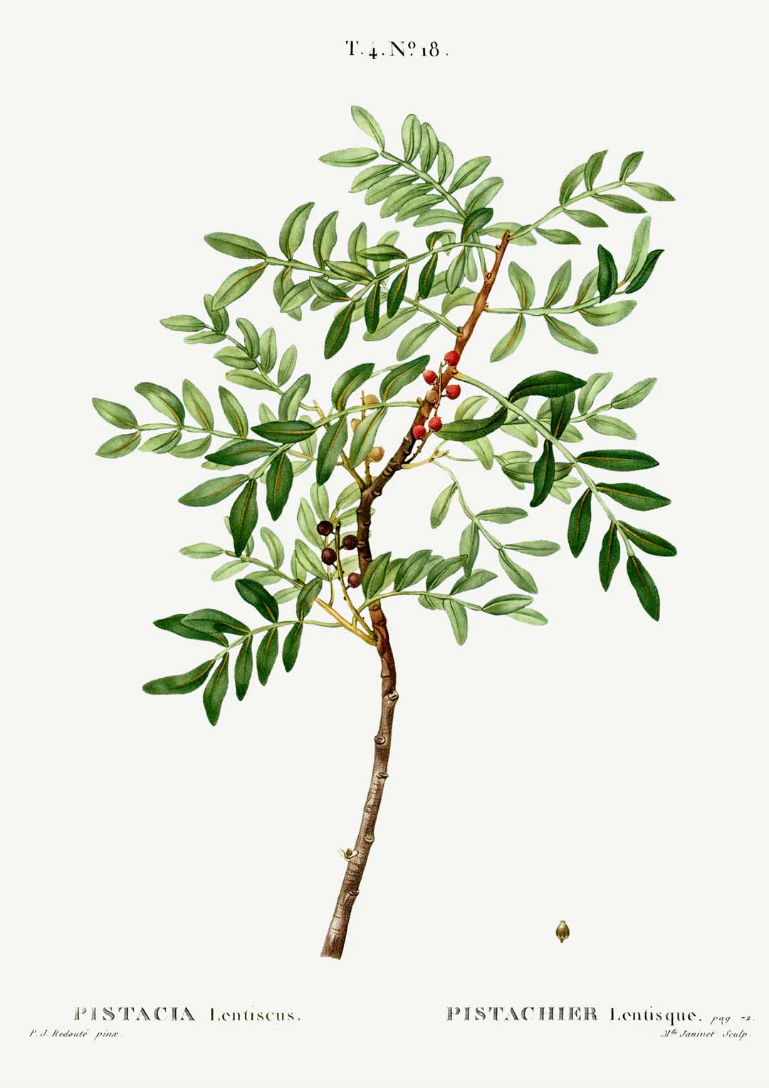 Pistazie