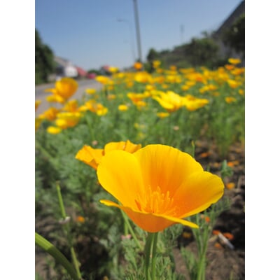 Blumensamen Samenkugeln Balkonkastenmischung