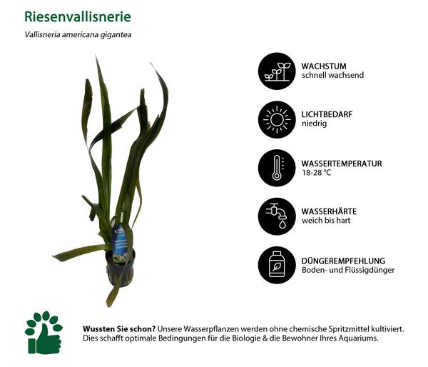 Dehner Aqua Riesenvallisnerie - Vallisneria
