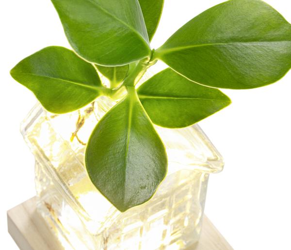 Waterplant Balsamapfel im Häuschen - Clusia