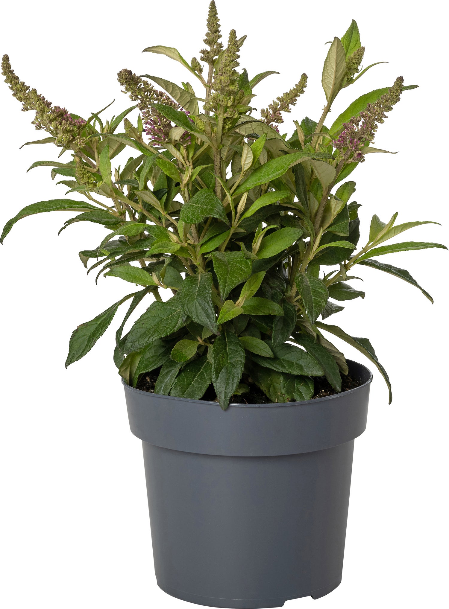 Dwergvlinderstruik (Buddleja davidii 'BC Little Pink') D 17 H 45 cm