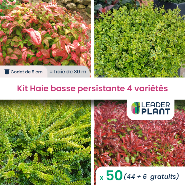 Kit haie basse persistante - 4 variétés - lot de 50 plants en godet