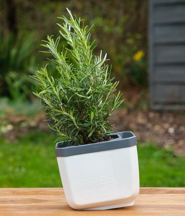 Gusta Garden Kräutertopf Herbs Buddy, ca.