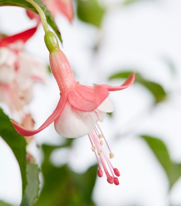 Winterharte Fuchsie, verschiedene Sorten