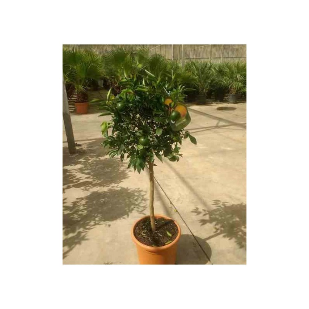 Citrus clementina adulte (syn. Citrus reticulata) taille pot 230l - 175/200cm - peri 40/50