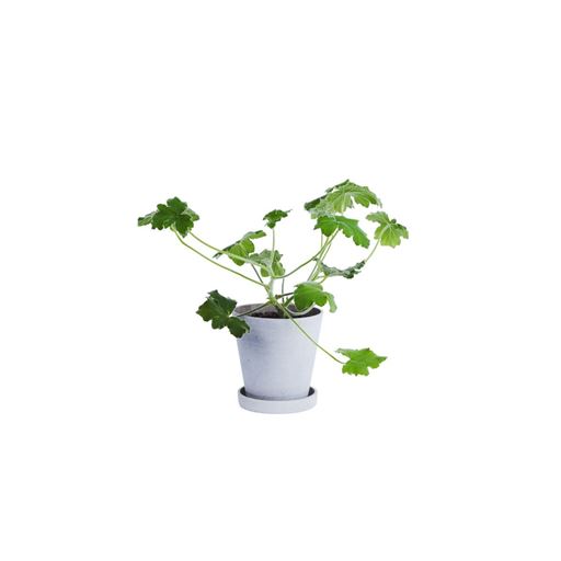 HAY Flowerpot Urtepotteskjuler, Grå, M