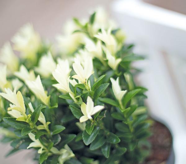 Kriech-Spindelstrauch 'Paloma Blanca'