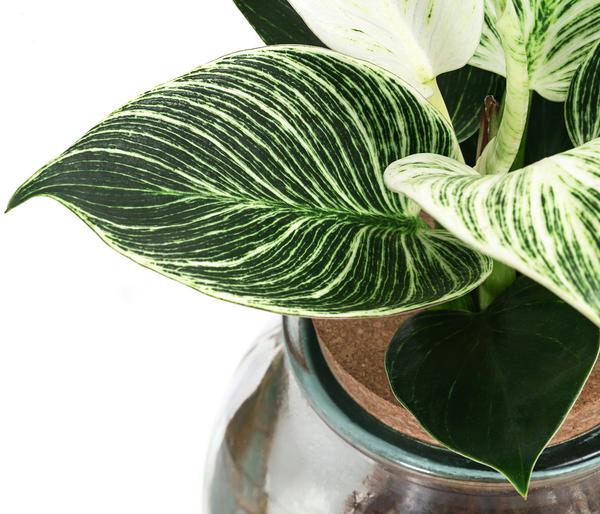 Waterplant Baumfreund im Kugelglas -
