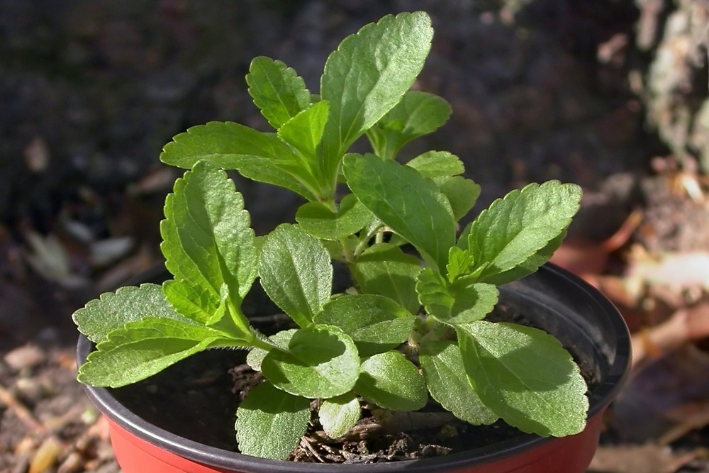 Chanvre d'eau - 100 graines - avec substrat - stevia rebaudiana