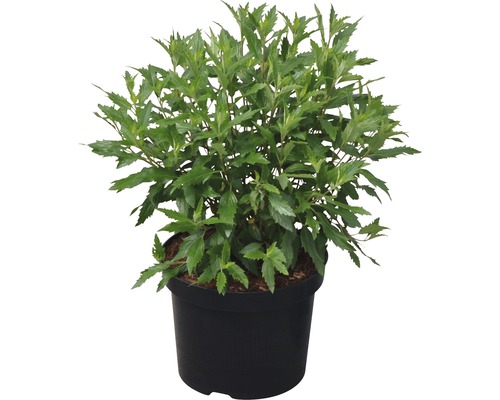 Baardbloem Caryopteris clandonensis 'First Choice' H 40-60 cm Co 4.5 L