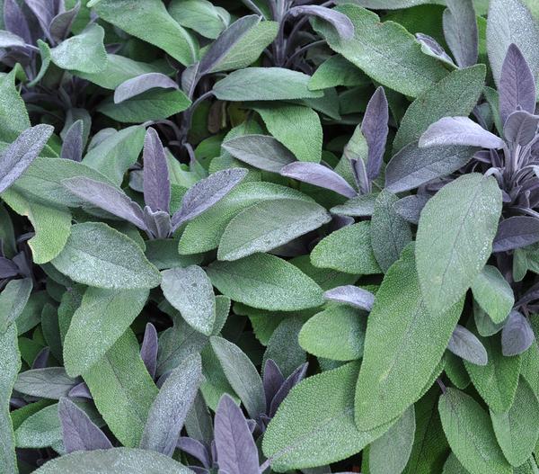 Dehner Gourmet Garten Purpursalbei