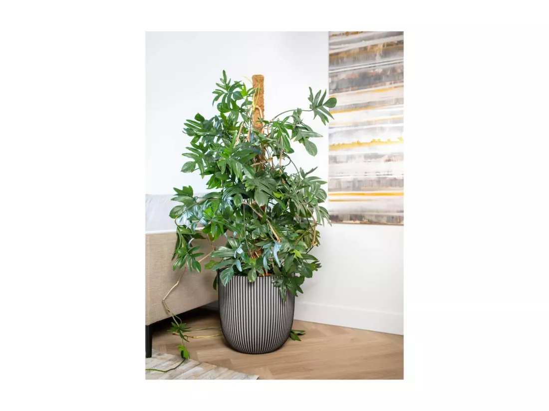 Jardinière Groove 35x34 cm anthracite