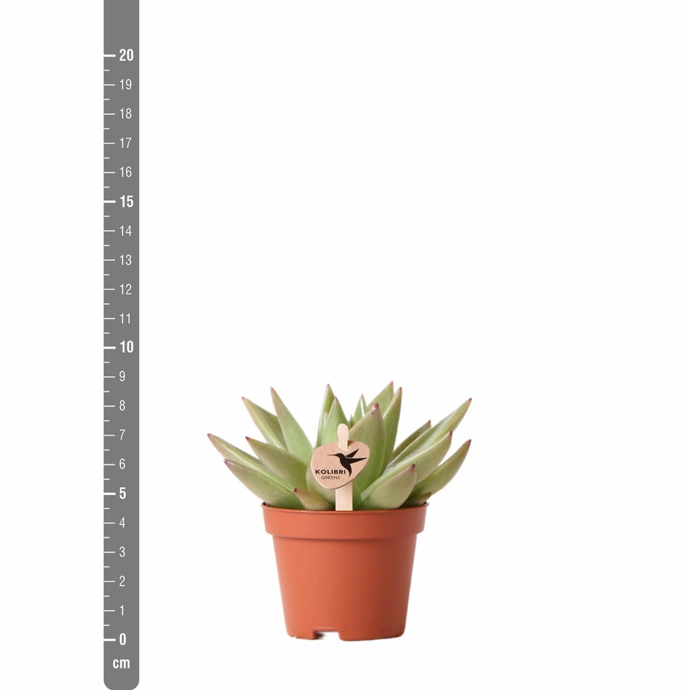 Echeveria miranda h9cm - succulente