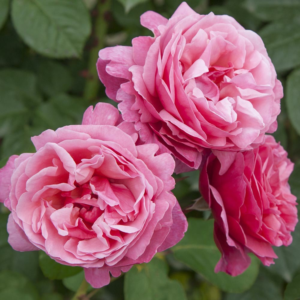 Rosier tige line renaud ® meiclusif racine nue