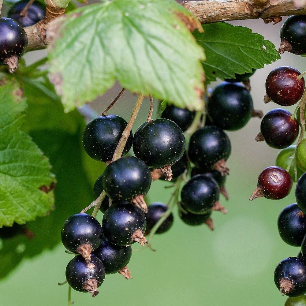 Cassis nigrum titania bio/ribes nigrum titania[-]pot de 3l - ab